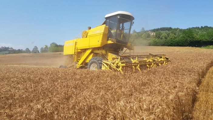 L’invasione di grano dal Canada trattato con il glifosato penalizza il cereale torinese