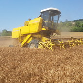 L’invasione di grano dal Canada trattato con il glifosato penalizza il cereale torinese