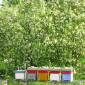 L'agricoltura sostenibile fa bene all'ambiente. Parola di ape