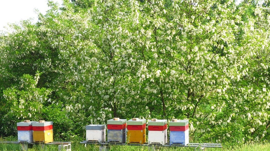 L'agricoltura sostenibile fa bene all'ambiente. Parola di ape