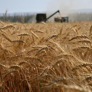 Coldiretti Piemonte: “Ucraina: con venti di guerra volano i prezzi di grano e mais”