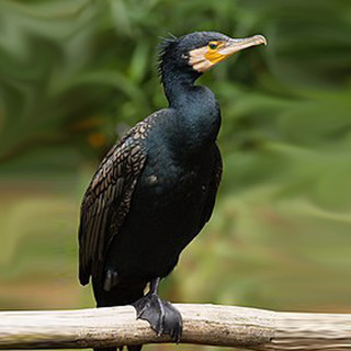 Nessuno tocchi i cormorani, non sono loro i nemici degli allevamenti ittici piemontesi