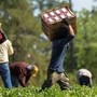 Lotta al caporalato e sistema di accoglienza, Saluzzo e il Piemonte sono un modello positivo a livello nazionale