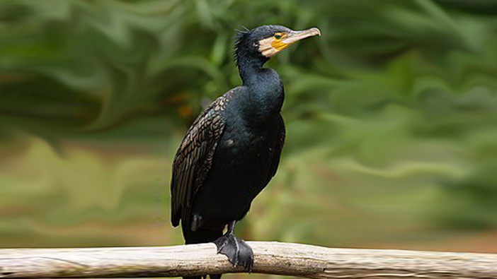 Nessuno tocchi i cormorani, non sono loro i nemici degli allevamenti ittici piemontesi