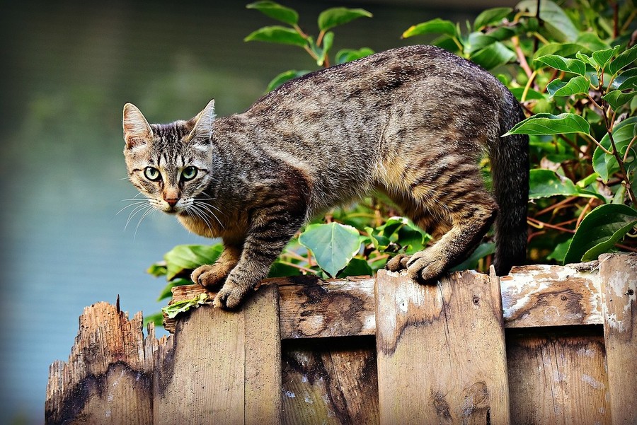 Benessere degli animali da compagnia, finanziati progetti in 25 comuni del Piemonte