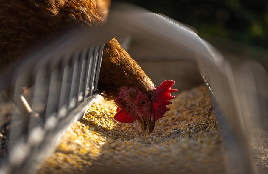 Aviaria, Coldiretti «evitiamo inutili allarmismi e riflettiamo su quanto i problemi dell’agricoltura riguardino tutti i consumatori»