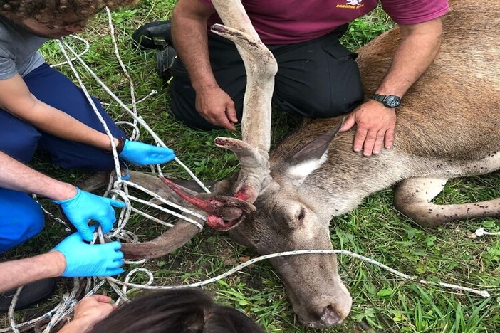 Più di duecento gli animali selvatici recuperati e salvati da Università di Torino e Città metropolitana