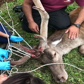 Più di duecento gli animali selvatici recuperati e salvati da Università di Torino e Città metropolitana