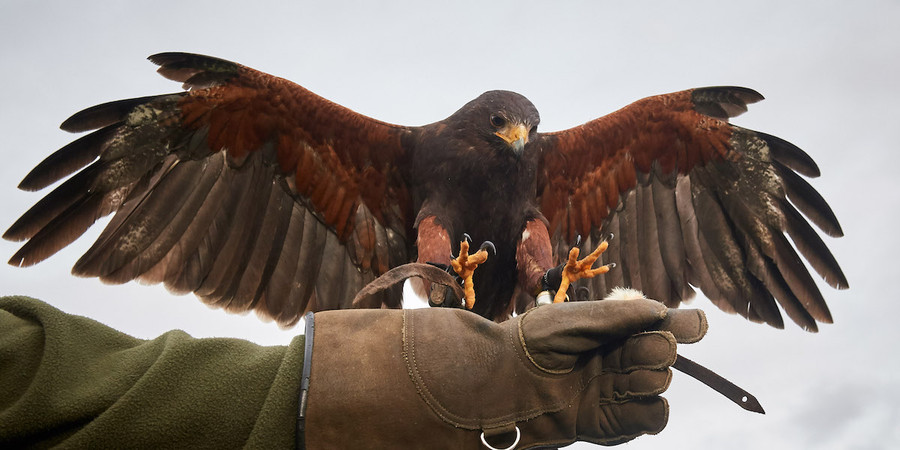 Corsi di falconeria per allontanare gli stormi e garantire la sicurezza degli aeroporti