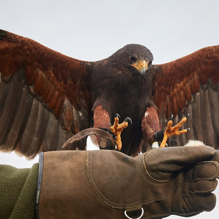 Corsi di falconeria per allontanare gli stormi e garantire la sicurezza degli aeroporti