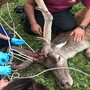 Più di duecento gli animali selvatici recuperati e salvati da Università di Torino e Città metropolitana