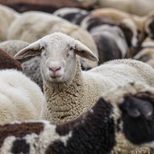 Blue tongue, arrivano in Piemonte 40 mila dosi di vaccino