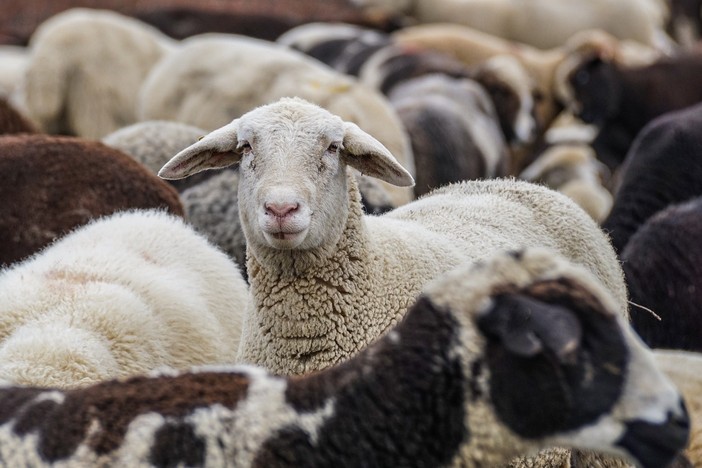 Blue tongue, arrivano in Piemonte 40 mila dosi di vaccino